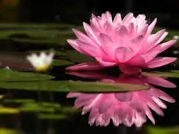 Artificial Floating Lotus