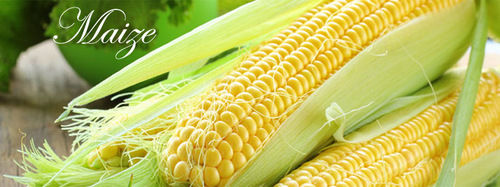 Yellow Maize