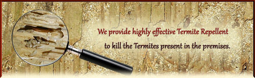 Termite Control Treatment