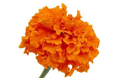 Marigold