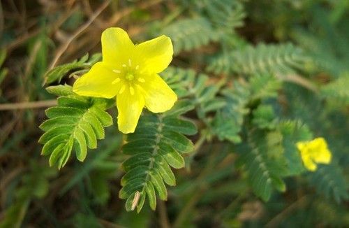 Tribulus