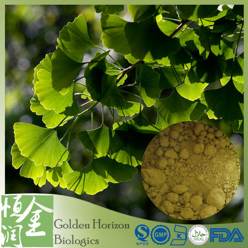 Ginkgo Flavones 24% Ginkgo Biloba Extract