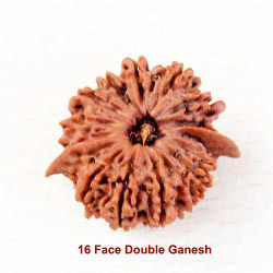 16 Face Double Ganesh Rudraksha