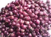 Bangalore Rose Onion