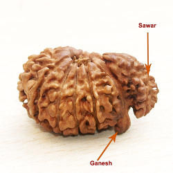 Ganesh with Sawar Rudraksha