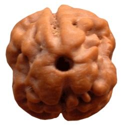 Two Face Rudraksha