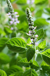 Holy Basil Extract - Ursolic Acid 1.5% to 2%, Natural Antioxidant & Adaptogenic Wellness Supplement