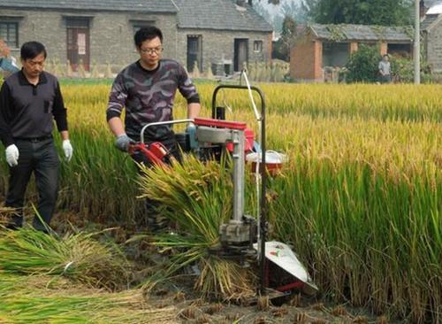 Rice Harvester Machine Best Price For Sale For Rice & Wheat