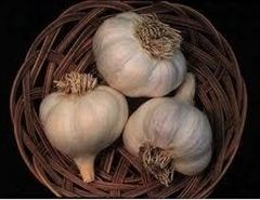 Garlic