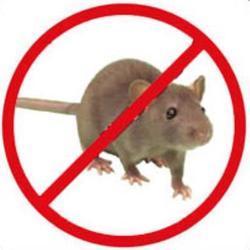 Rodent Control Service