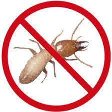 Termite Control Service