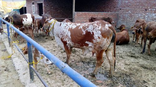Milch Breed Rathi Cow for Dairy