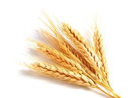 Poddar Wheat