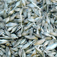 Barley Seeds