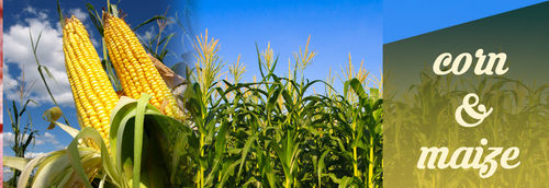 Corn Maze