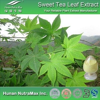Sweet Tea Leaf Extract
