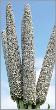 Pearl Millet - High-Energy Coarse-Grain Cereal | Ideal for Dietary Needs and Livestock Fodder