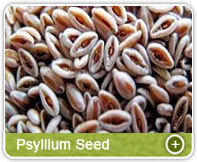 Psyllium Seed