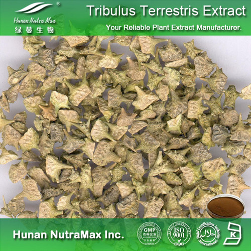 Tribulus Terrestris Extract Powder By Hunan NutraMax Inc.