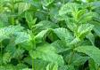 Mentha Oil