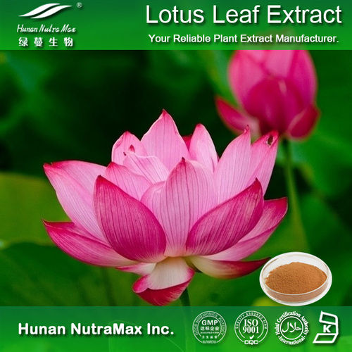 2% Nuciferine Lotus Leaf Extract