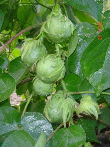 Bollgard Hybrid Cotton Plant