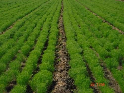 Cumin Plant