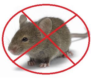 Rodent Control Services By SNS Facility Management Pvt. Ltd.