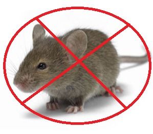 Rodent Control Services