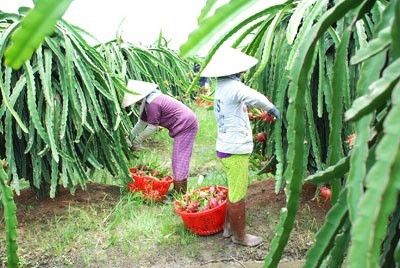 Vietnam Fresh Dragon Fruit