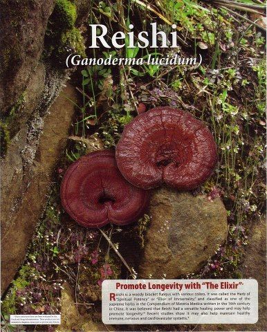 Reishi Mushroom Ganoderma DXN