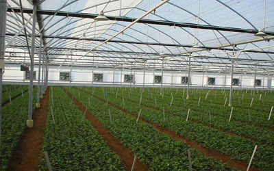 Fan and Pad Greenhouse