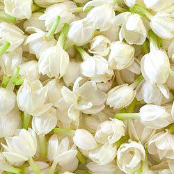 Jasmine Flower - Fresh White Buds | Unique Fragrance, Natural Health Benefits, Versatile for Oils and Incense