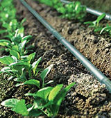 Micro Irrigation System Service