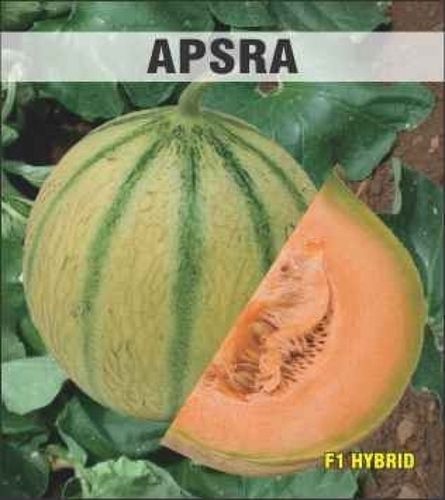 Apsra Muskmelon Seeds