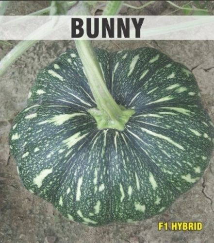 Bunny Pumpkin Seeds