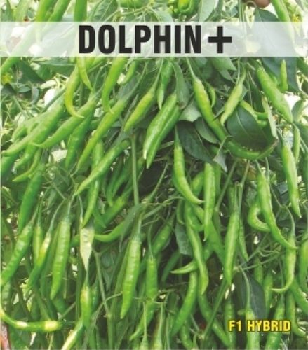Dolphin+ Chilli Seed