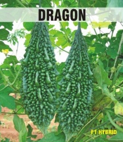 Dragon Bitter Gourd Seeds