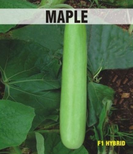 Mapple Bottle Gourd Seeds