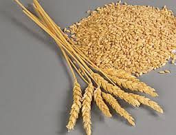 Wheat Seeds