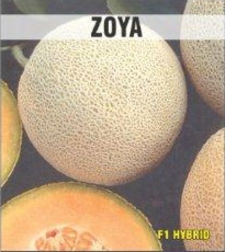 Zoya Muskmelon Seeds