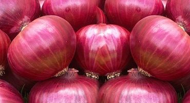 Onion