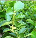 Gymnema Sylvestre