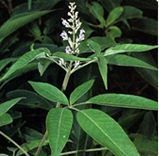 Vitex Negundo