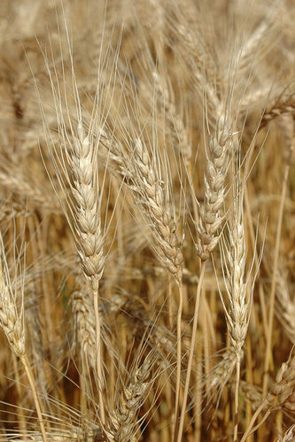 Wheat Crops