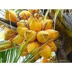 Yellow Tender Coconut