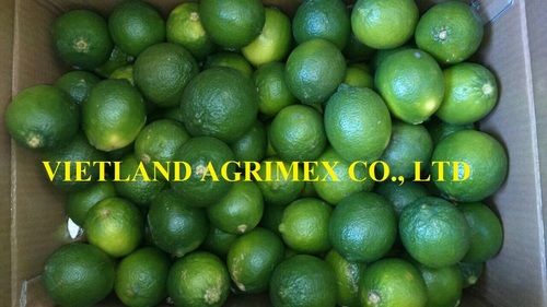 Fresh Seedless Lime