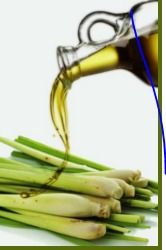 Lemongrass Oil