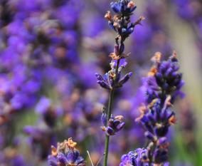 Lavender Oil