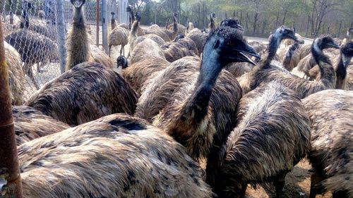 Emu Breeders